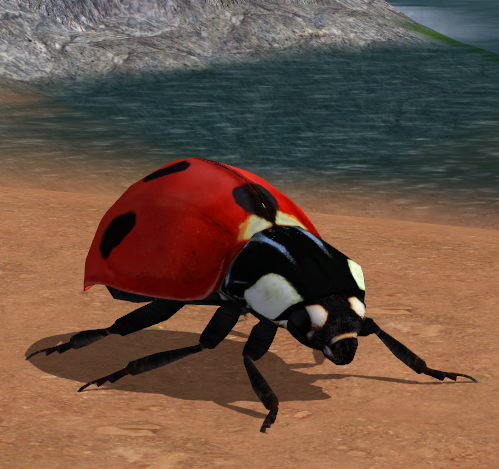 Coccinella.png